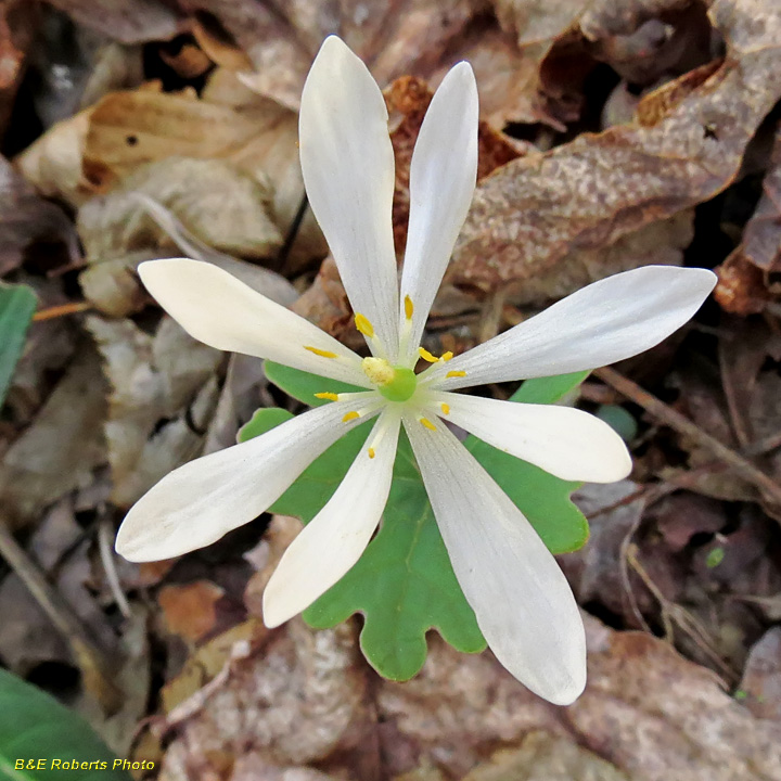 Bloodroot