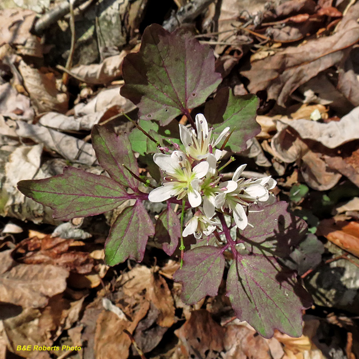 Cardamine