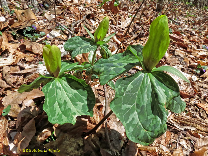 Trillium