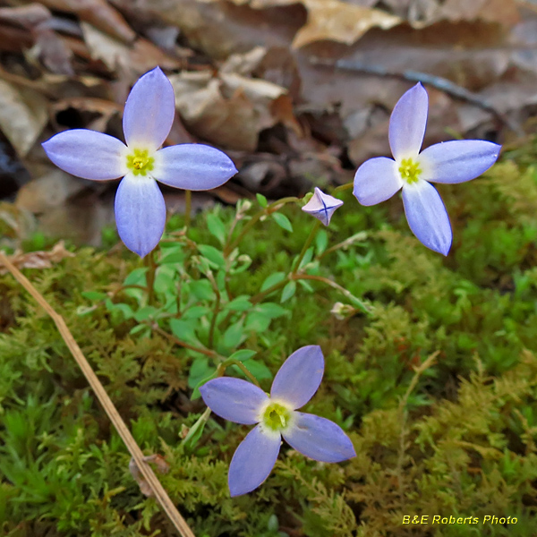 Bluets