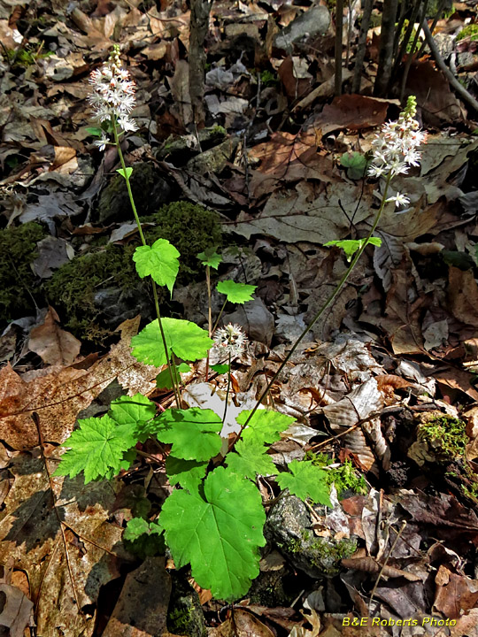 Foamflower