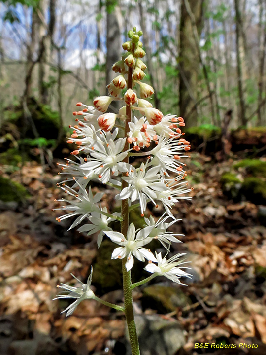 Foamflower