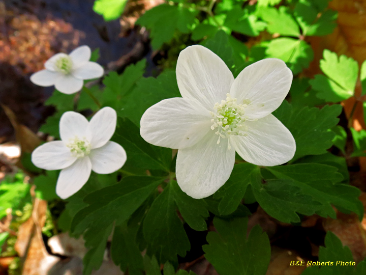 Wood_Anemone