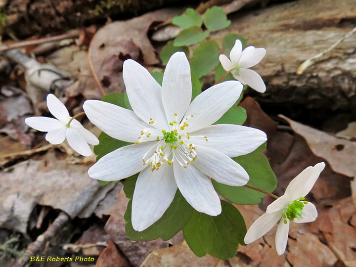 Rue_Anemone