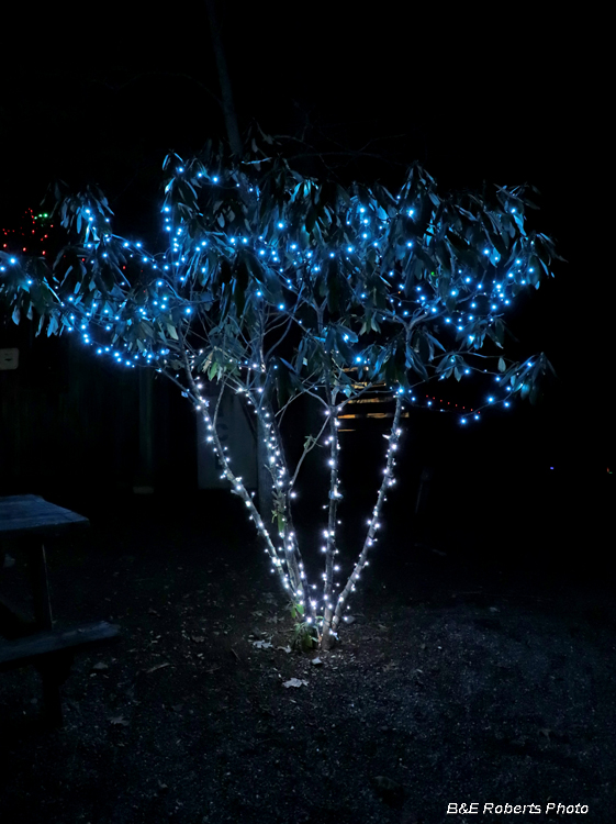 Shrub_lights