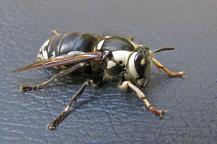 Bald_faced_hornet