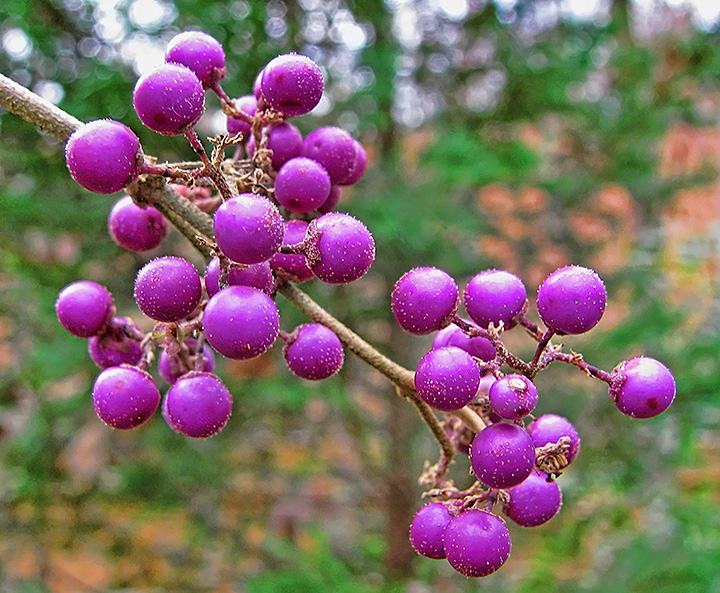 Beauty_berries