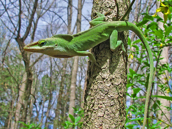 Anole