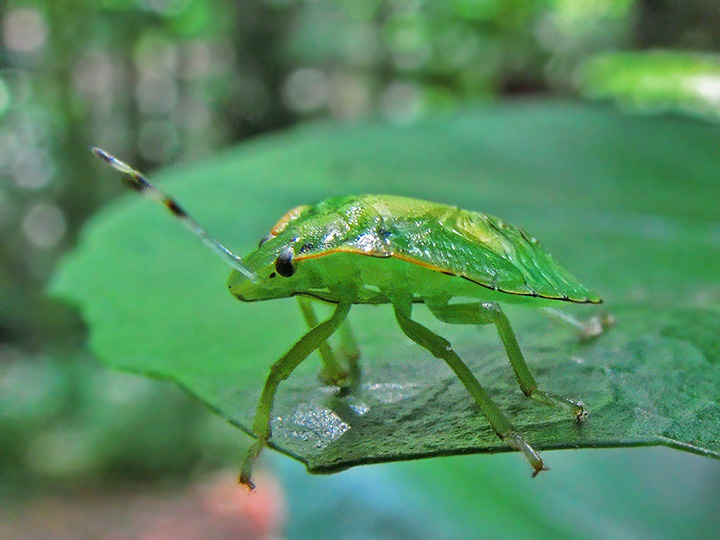 Stinkbug