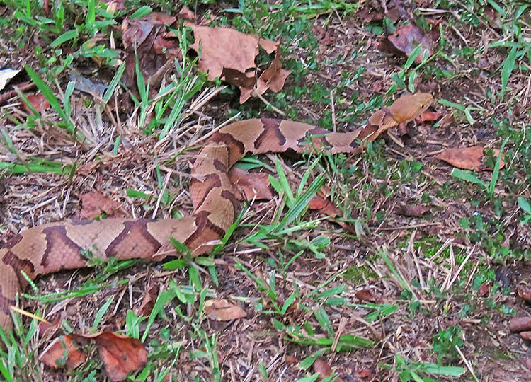 Copperhead