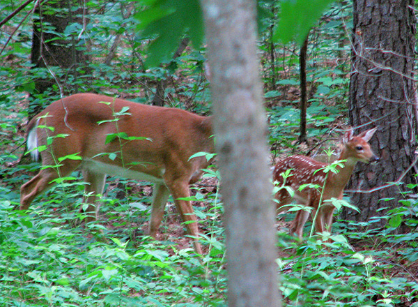 Doe-fawn