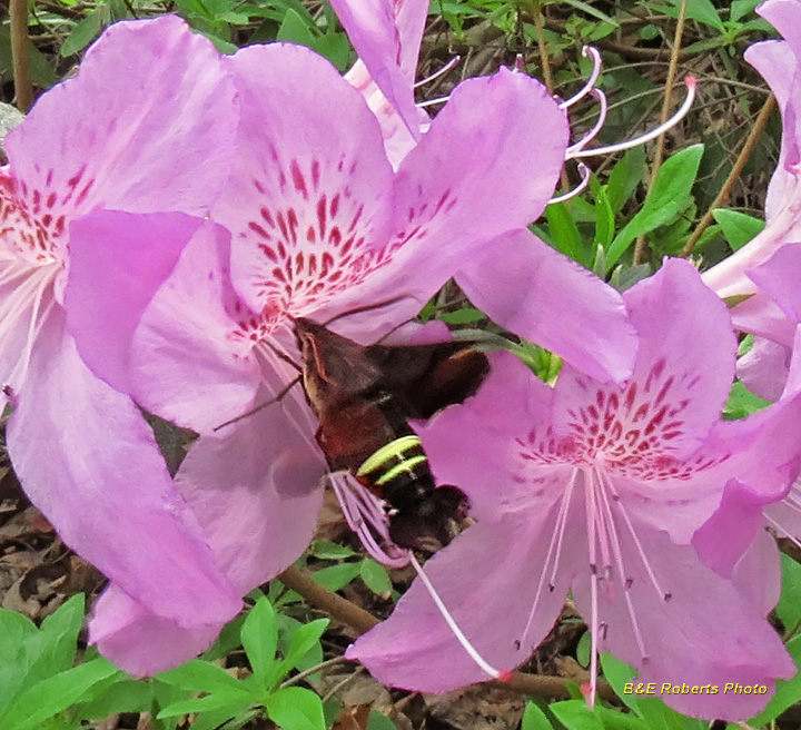 Nessus_Sphinx_Moth