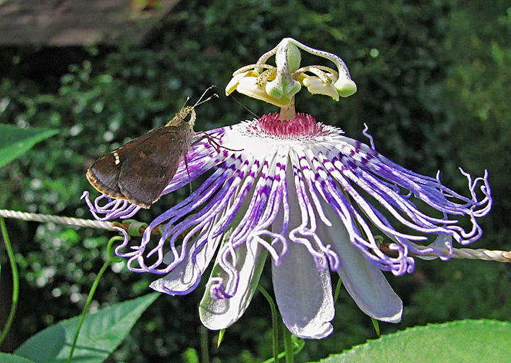 Moth_on_maypop