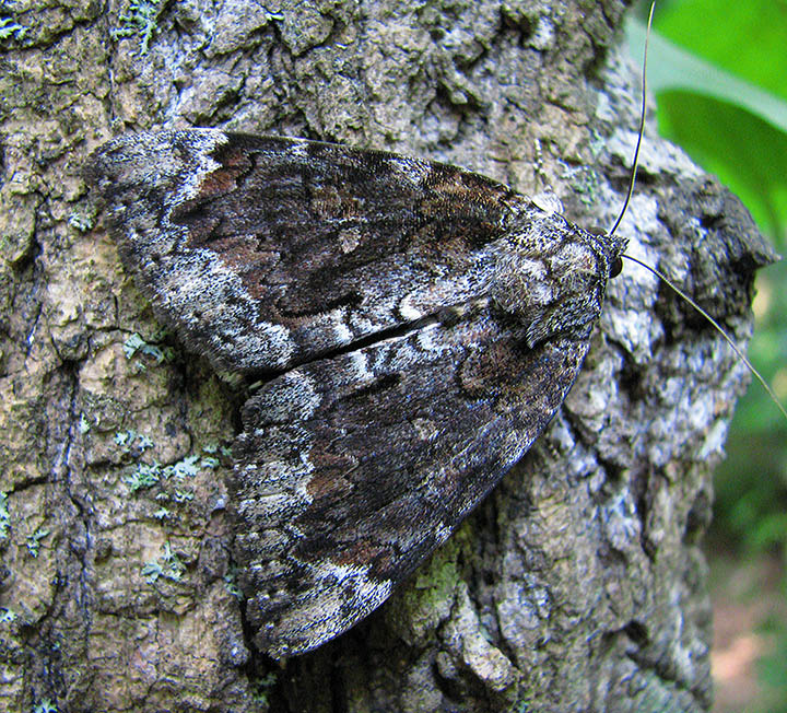 Moth_on_tree