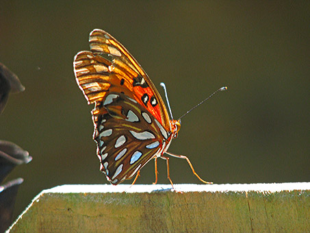 Fritillary-side