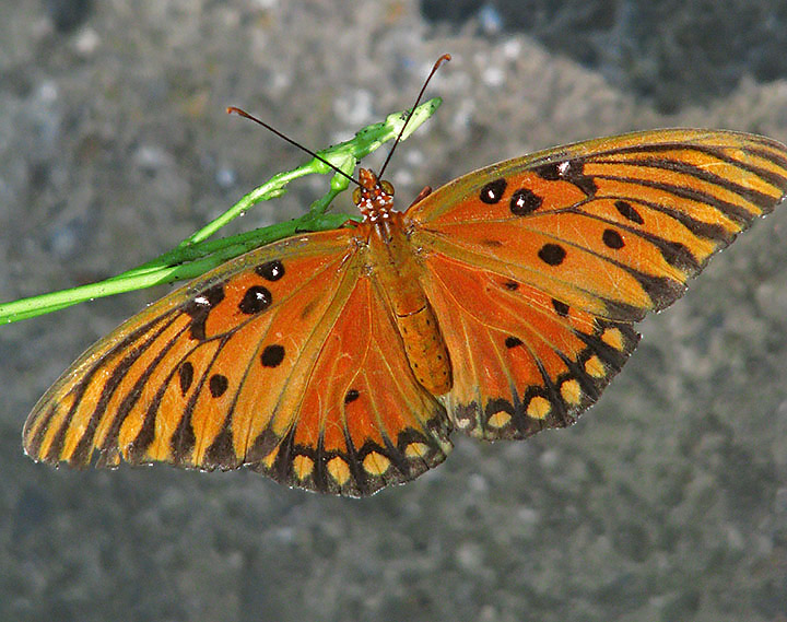 Gulf_Fritillary