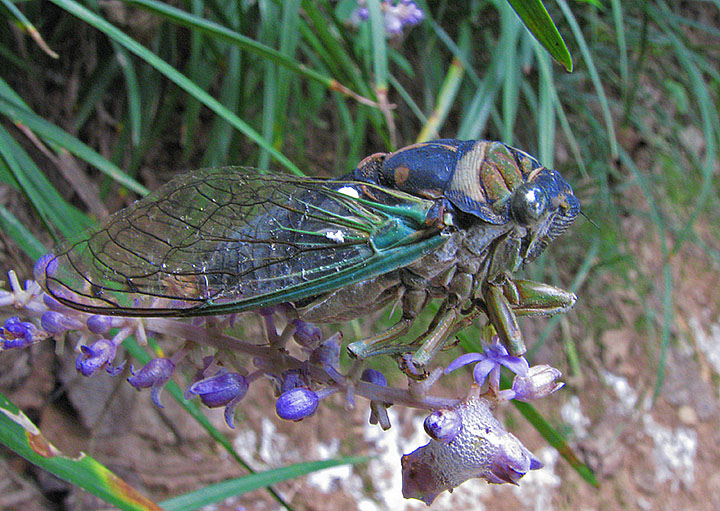 Cicada