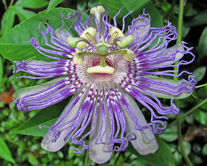 Maypop