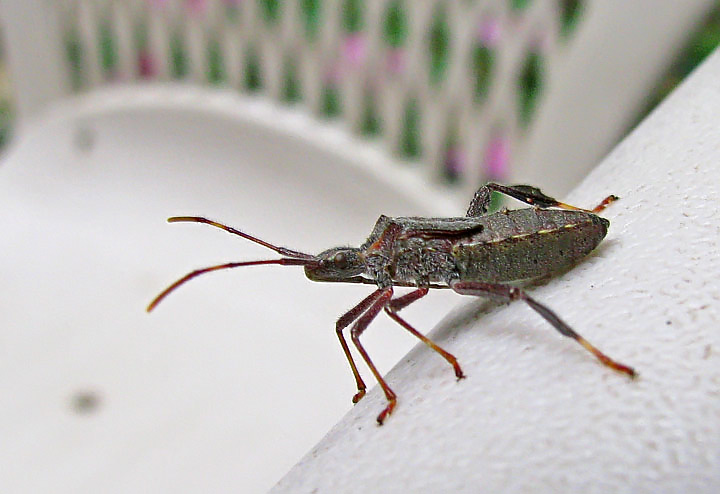 Leaf_footed_bug