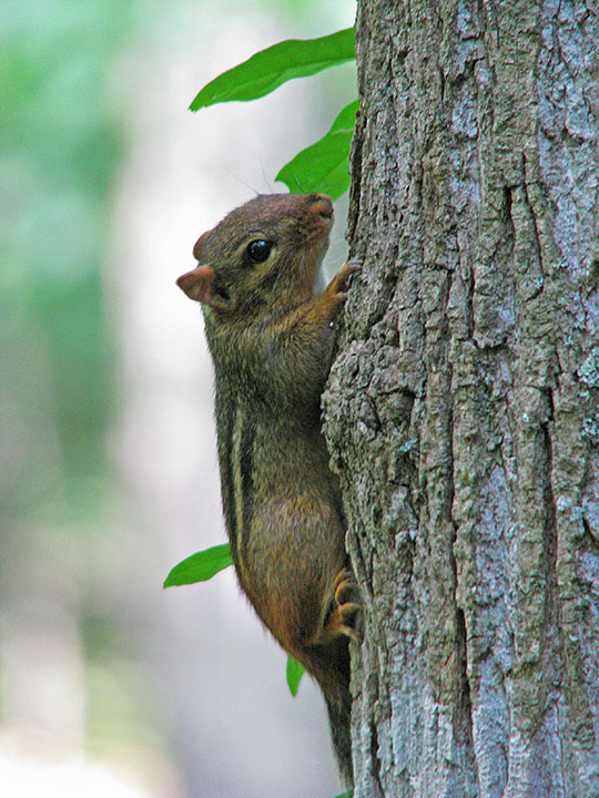 Chipmunk