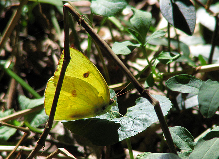 Sulphur_butterfly