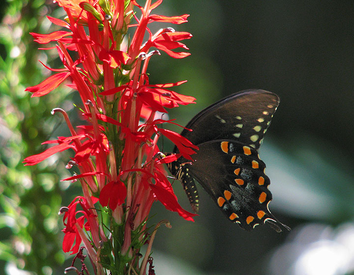 Swallowtail