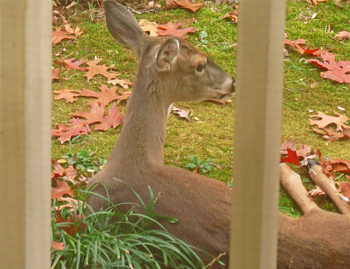 Doe_front_yard