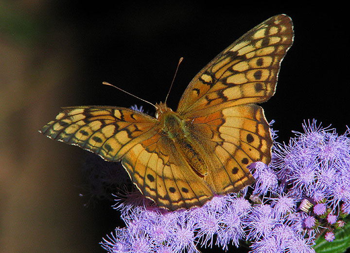 Variegated_Fritillary