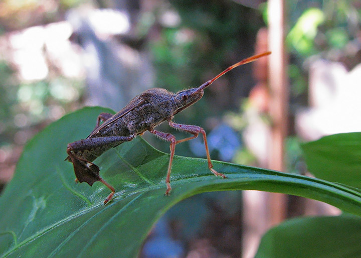 Leaf-foot