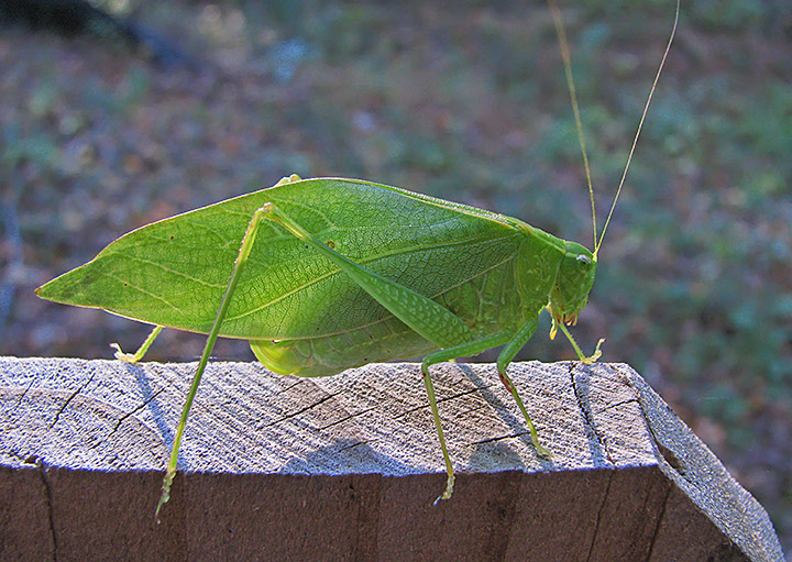 Katydid