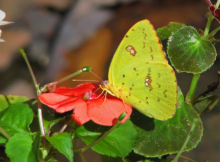 Sulphur_butterfly