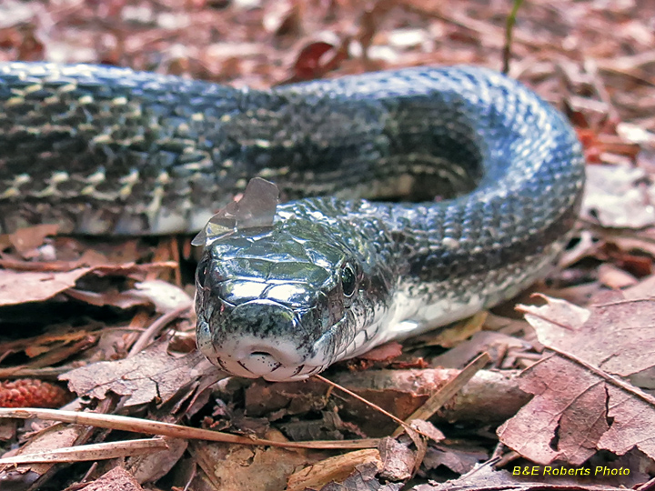 Rat_snake