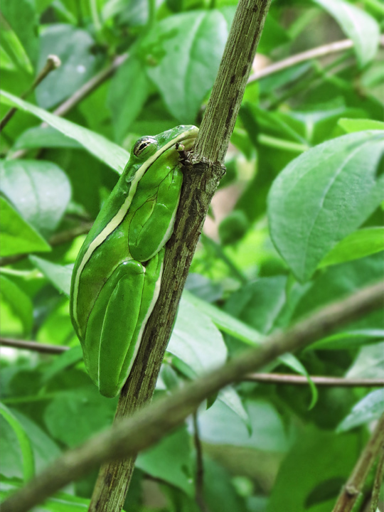 Tree_frog