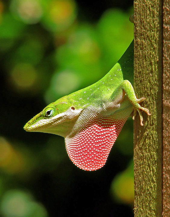 Anole