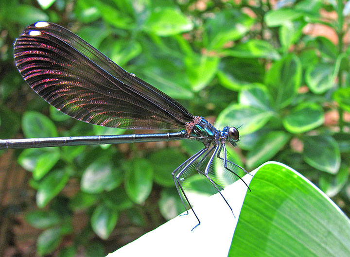 Dragonfly