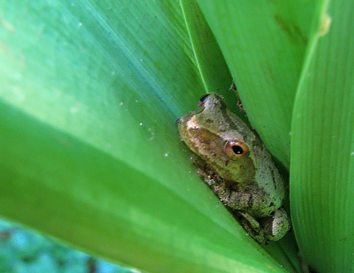 Tree_frog