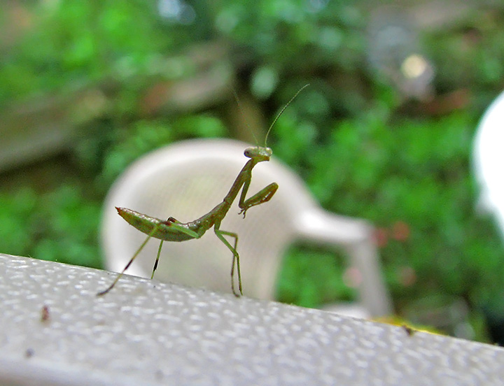 Praying_Mantis_baby