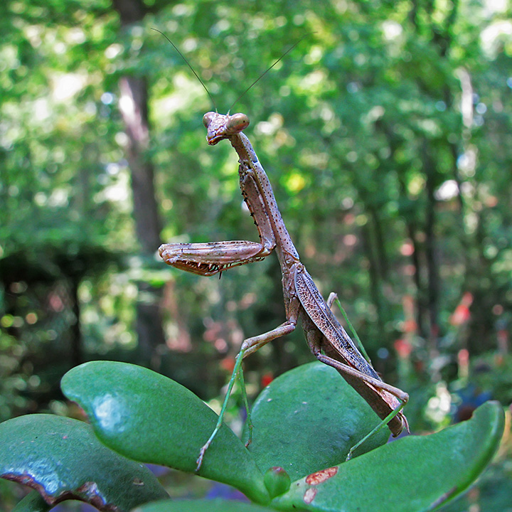 Praying_Mantis