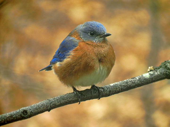 Bluebird