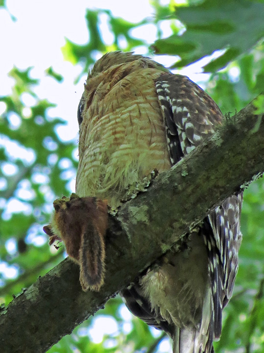 Hawk_chipmunk