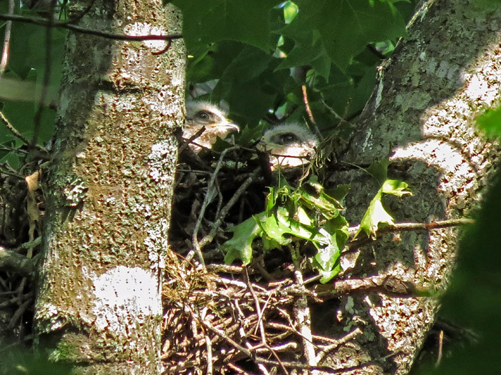 Hawk_chicks