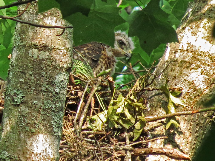 Hawk_chicks