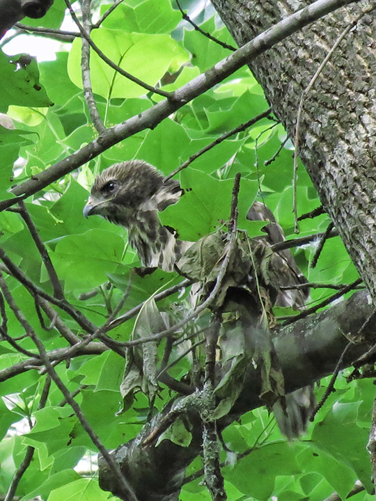 Chick_on_branch