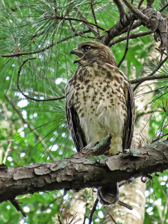 Hawk_juvenile