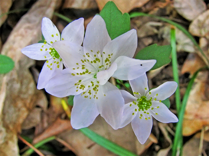 Rue_Anemone