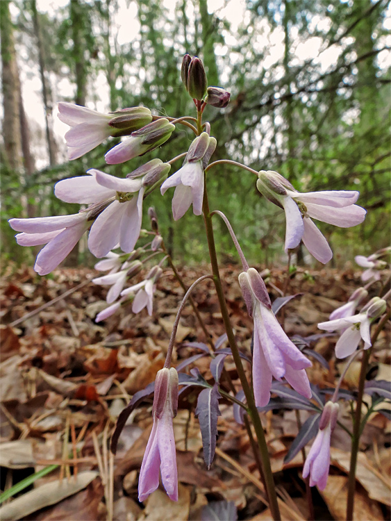 Slender_Toothwort