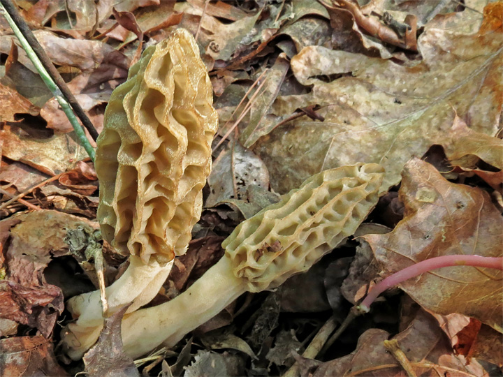 Morels