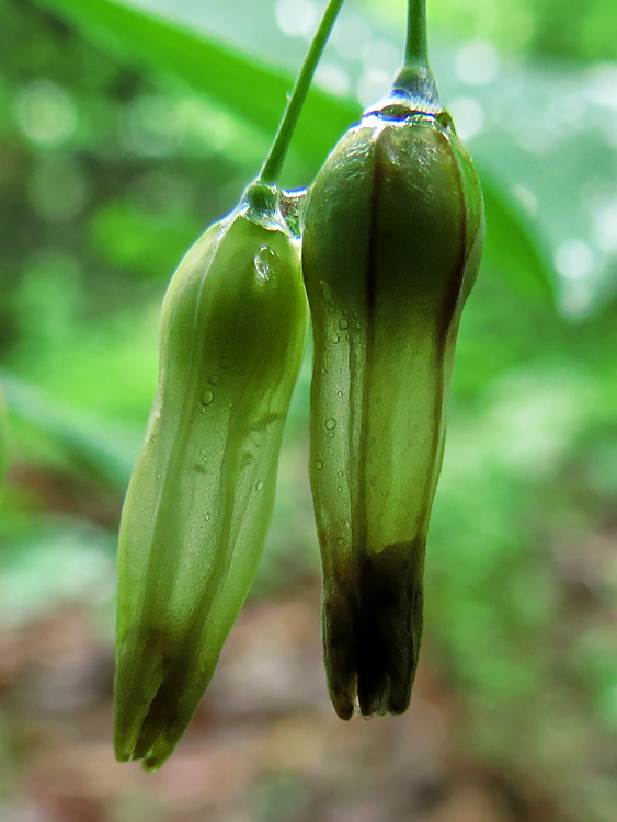 Solomons_seal_pods