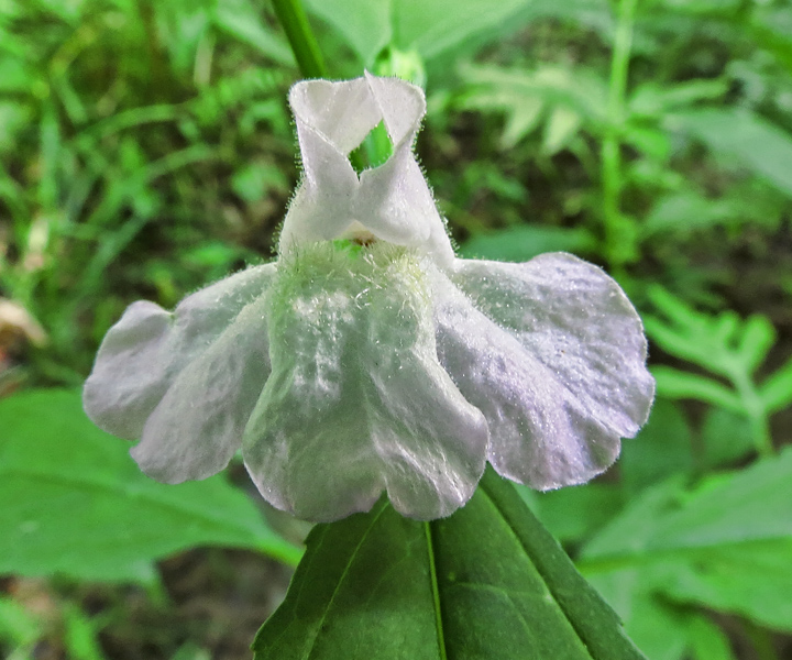 Monkey_flower