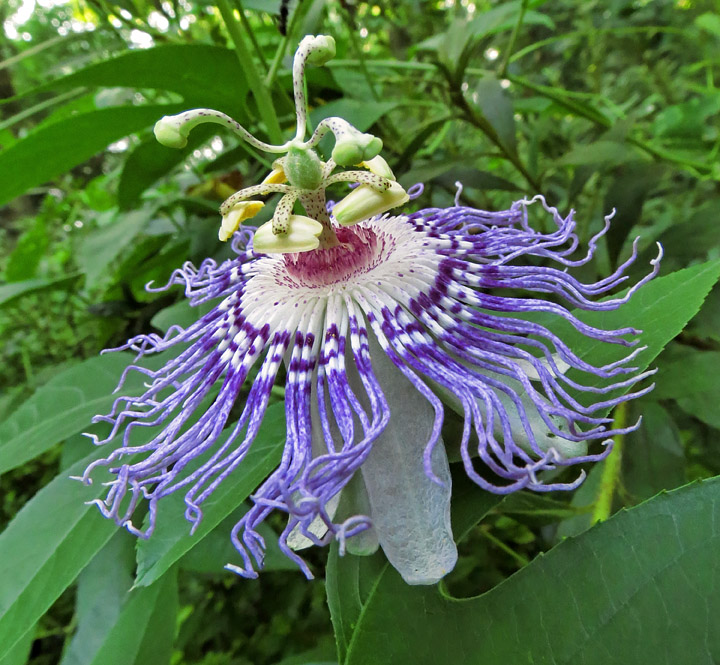 Passionflower